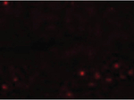 EFHD1 Antibody in Immunocytochemistry (ICC/IF)