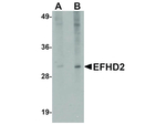 EFHD2 Antibody in Western Blot (WB)