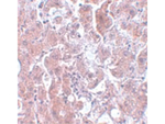 ELOVL7 Antibody in Immunohistochemistry (Paraffin) (IHC (P))