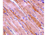 Emerin Antibody in Immunohistochemistry (Paraffin) (IHC (P))