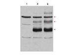 c-Myb Polyclonal Antibody