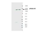 pRb2 p130 Polyclonal Antibody