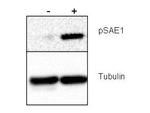 Phospho-SAE1 (Ser185) Polyclonal Antibody