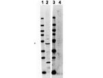 TRAF2 Polyclonal Antibody