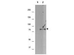 Phospho-p90 RSK1 (Ser732) Antibody in Western Blot (WB)