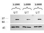 Phospho-p90 RSK1 (Ser732) Antibody in Western Blot (WB)