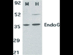 EndoG Antibody in Western Blot (WB)