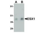ESX1 Antibody in Western Blot (WB)