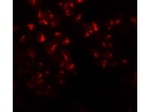 EZH2 Antibody in Immunocytochemistry (ICC/IF)