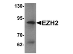 EZH2 Antibody in Western Blot (WB)