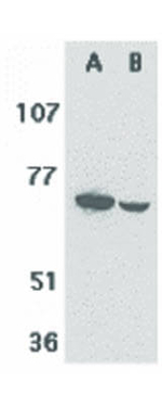 F1A alpha Antibody in Western Blot (WB)