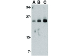FABP7 Antibody in Western Blot (WB)