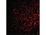 FAF1 Polyclonal Antibody