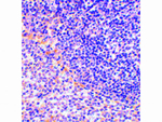 FAF1 Antibody in Immunohistochemistry (Paraffin) (IHC (P))