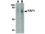 FAF1 Antibody in Western Blot (WB)