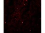 FAM59A Polyclonal Antibody