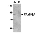 FAM59A Antibody in Western Blot (WB)