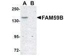 FAM59B Antibody in Western Blot (WB)