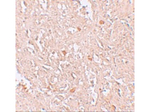 FBXL16 Antibody in Immunohistochemistry (Paraffin) (IHC (P))