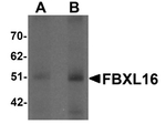 FBXL16 Antibody in Western Blot (WB)