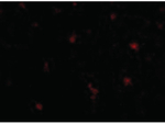 FEZ2 Antibody in Immunocytochemistry (ICC/IF)