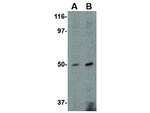 FEZ2 Antibody in Western Blot (WB)
