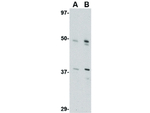 FEZ2 Antibody in Western Blot (WB)