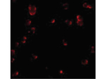 Fibulin 3 Antibody in Immunocytochemistry (ICC/IF)