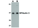 Fibulin 3 Antibody in Western Blot (WB)