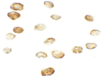 FKBP12 Antibody in Immunocytochemistry (ICC/IF)