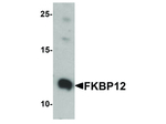 FKBP12 Antibody in Western Blot (WB)