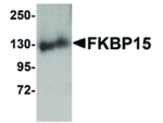 FKBP15 Antibody in Western Blot (WB)