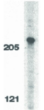 FLASH Antibody in Western Blot (WB)