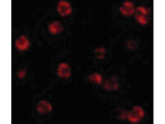 FLIP Antibody in Immunocytochemistry (ICC/IF)