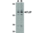 FLIP Antibody in Western Blot (WB)