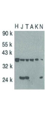 FLIP Antibody in Western Blot (WB)