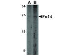 FN14 Antibody in Western Blot (WB)