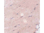 FNIP2 Polyclonal Antibody