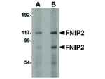 FNIP2 Antibody in Western Blot (WB)