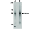 FNIP2 Polyclonal Antibody