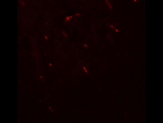 FOXG1 Polyclonal Antibody