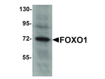 FOXO1 Antibody in Western Blot (WB)