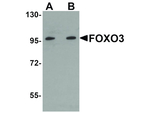 FOXO3 Antibody in Western Blot (WB)