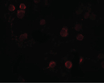 FREM1 Antibody in Immunocytochemistry (ICC/IF)