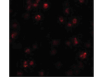 FRMPD1 Polyclonal Antibody