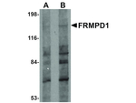 FRMPD1 Antibody in Western Blot (WB)