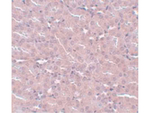 FRMPD2 Polyclonal Antibody