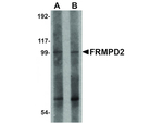 FRMPD2 Antibody in Western Blot (WB)