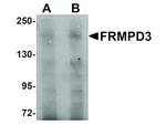 FRMPD3 Antibody in Western Blot (WB)