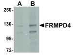 FRMPD4 Antibody in Western Blot (WB)